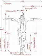 Image result for Average Human Size Dimensions