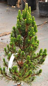 Image result for Pinus thunbergii Kotobuki