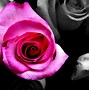 Image result for Black and Pink Rose Wallpaper