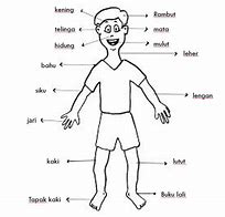 Image result for Side of a Human Body
