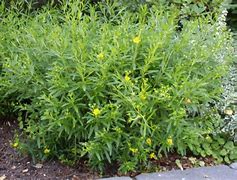 Image result for Hypericum Gemo