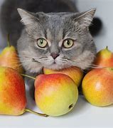 Image result for Know Your Meme Apple Cat