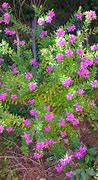 Image result for Polygala myrtifolia