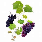 Image result for Grape Vine and Branches