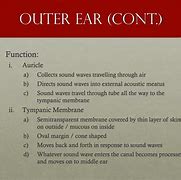 Image result for Outer Ear