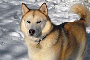 Image result for Husky with No Hair