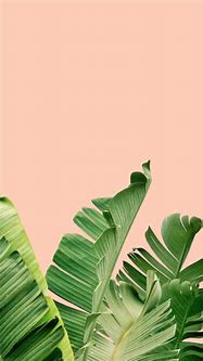 Image result for iPhone 8 Plus Rose Gold Wallpaper