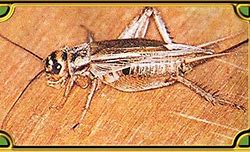 Image result for House Cricket Bug