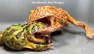 Image result for Angry Pacman Frog