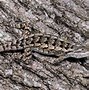 Image result for Grey and Dark Grey Lizzard