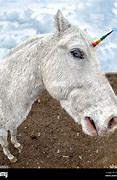 Image result for Claimed Real Unicorn Photo