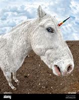 Image result for Real Unicorn Man