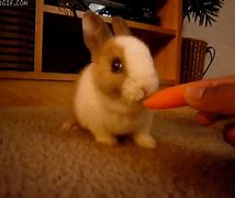 Image result for Nibble a Little