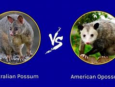 Image result for Opossum PFP
