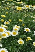 Image result for Anthemis hybrida Sauce Hollandaise