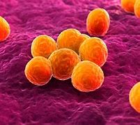 Image result for Clorox Killing Bacteria Under a Microscope