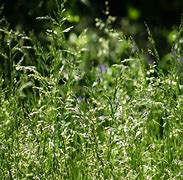 Image result for Grass Seed Netting