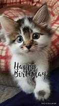Image result for Cute Cat Birthday Meme