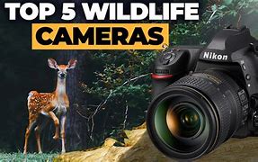 Image result for Best Compact Camera for Wildlife Photography