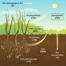 Image result for A Carbon Cycle