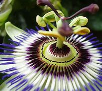 Image result for Tennessee Passion Flower