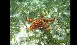 Image result for Starfish Wall Art