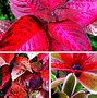 Image result for Ground Cover Red Leafy Plants