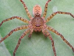 Image result for Biggest Spider in Whole World