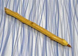 Image result for Chewed Stick Drawing