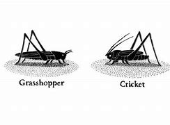 Image result for Cricket Insect Fight