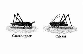 Image result for Cricket Insect South African
