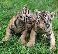 Image result for Twin Tiger Cubs