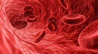 Image result for What Does Blood Look Like at 8:00 Magnification