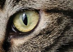 Image result for Cat Eye Colors