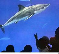 Image result for Great White Shark Aquarium