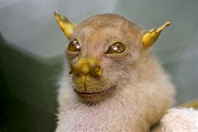 Image result for Fruit Nosed Bat