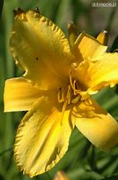 Image result for Hemerocallis Mary Todd