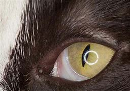 Image result for 3rd Eye Cat