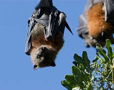 Image result for Fruit Bat Plush Tail