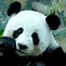 Image result for Panda Wallpaper
