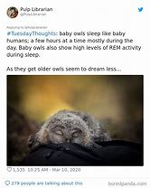 Image result for Baby Owl Sleeping Meme