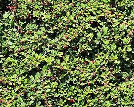 COTONEASTER QUEEN OF CARPETS に対する画像結果