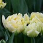 Image result for Tulipa Verona