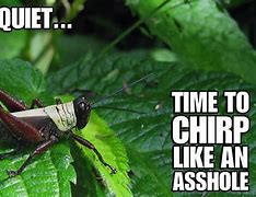 Image result for Crickets Deadly Quiet Funny Meme