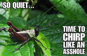 Image result for Cricket Jokes Insect