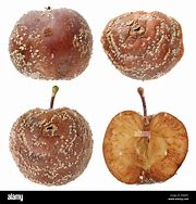Image result for Rotten Apple Smell
