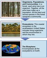 Image result for World Ecosystem