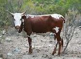 Image result for Cattle Farming in Botswana