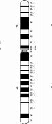 Image result for Chromosome Ideogram