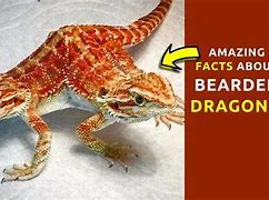Image result for Pet Flying Dragon Lizard
